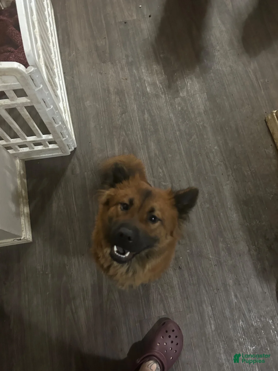Chow Chow dogs for sale: Baby Bear - Ad 9