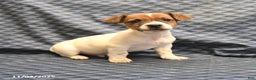 Jack Russell Terrier dogs for sale: Chief - Ad 2