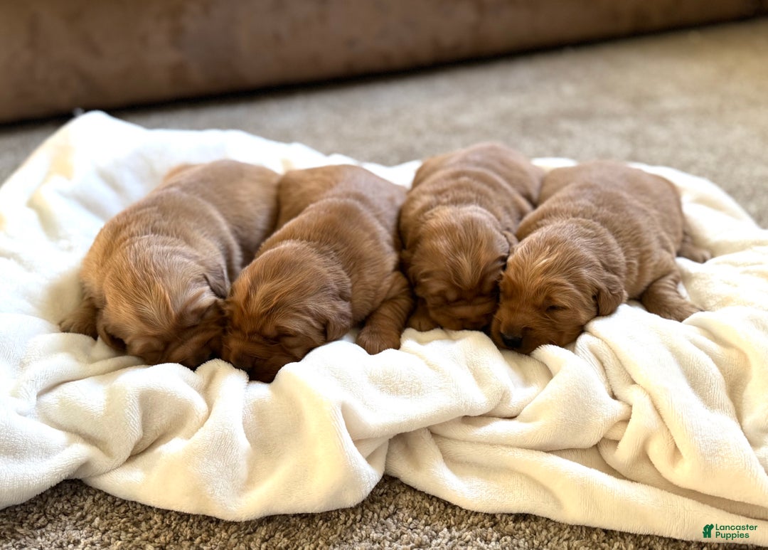Golden Retriever dogs for sale: Prancer - Ad 4