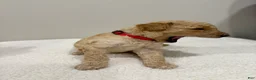 Standard Poodle dogs for sale: Red Collar  - Ad 2