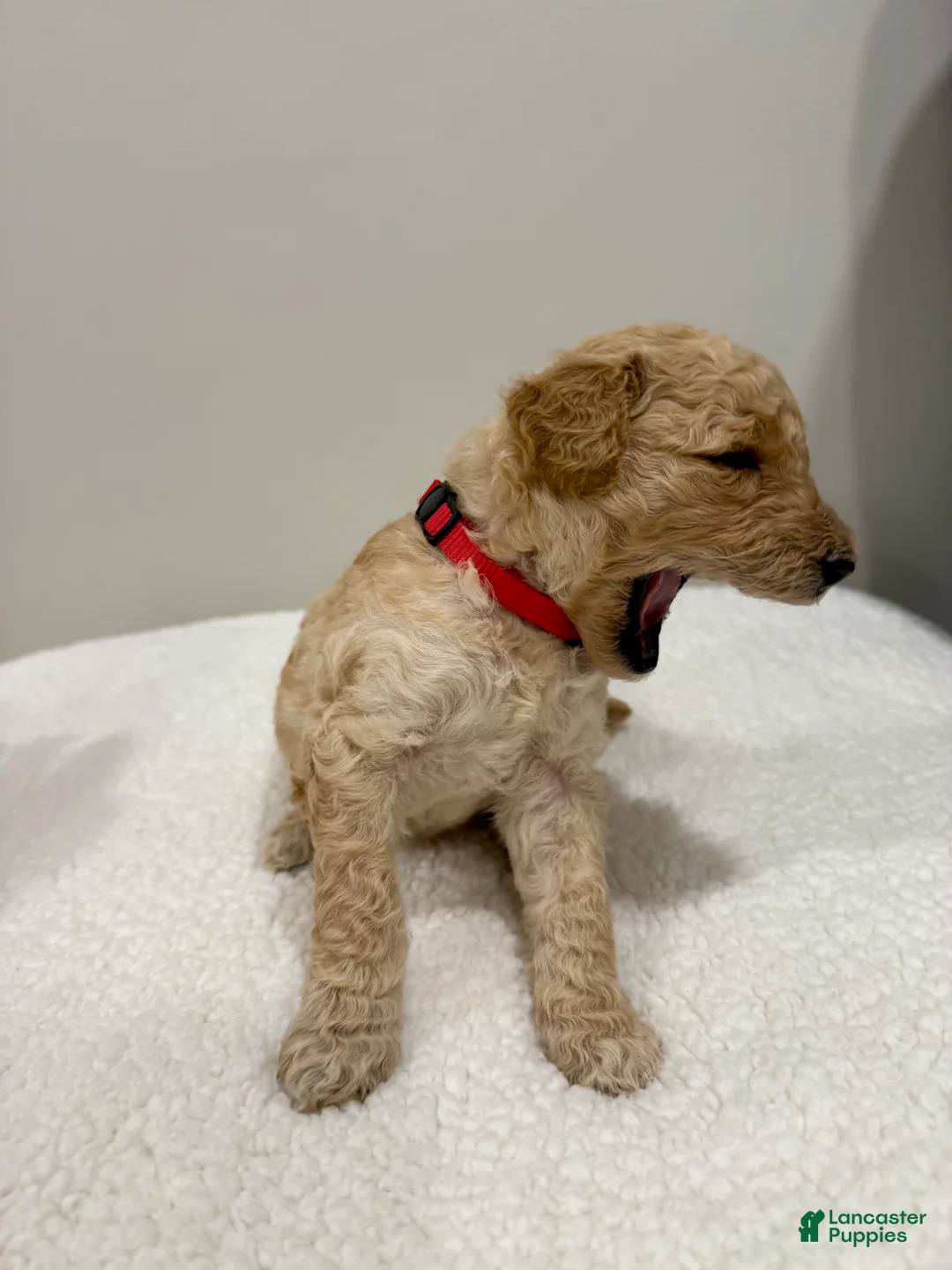 Standard Poodle dogs for sale: Red Collar  - Ad 2