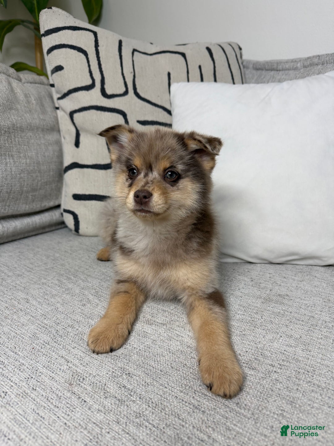 Pomsky dogs for sale: Molly - Ad 6