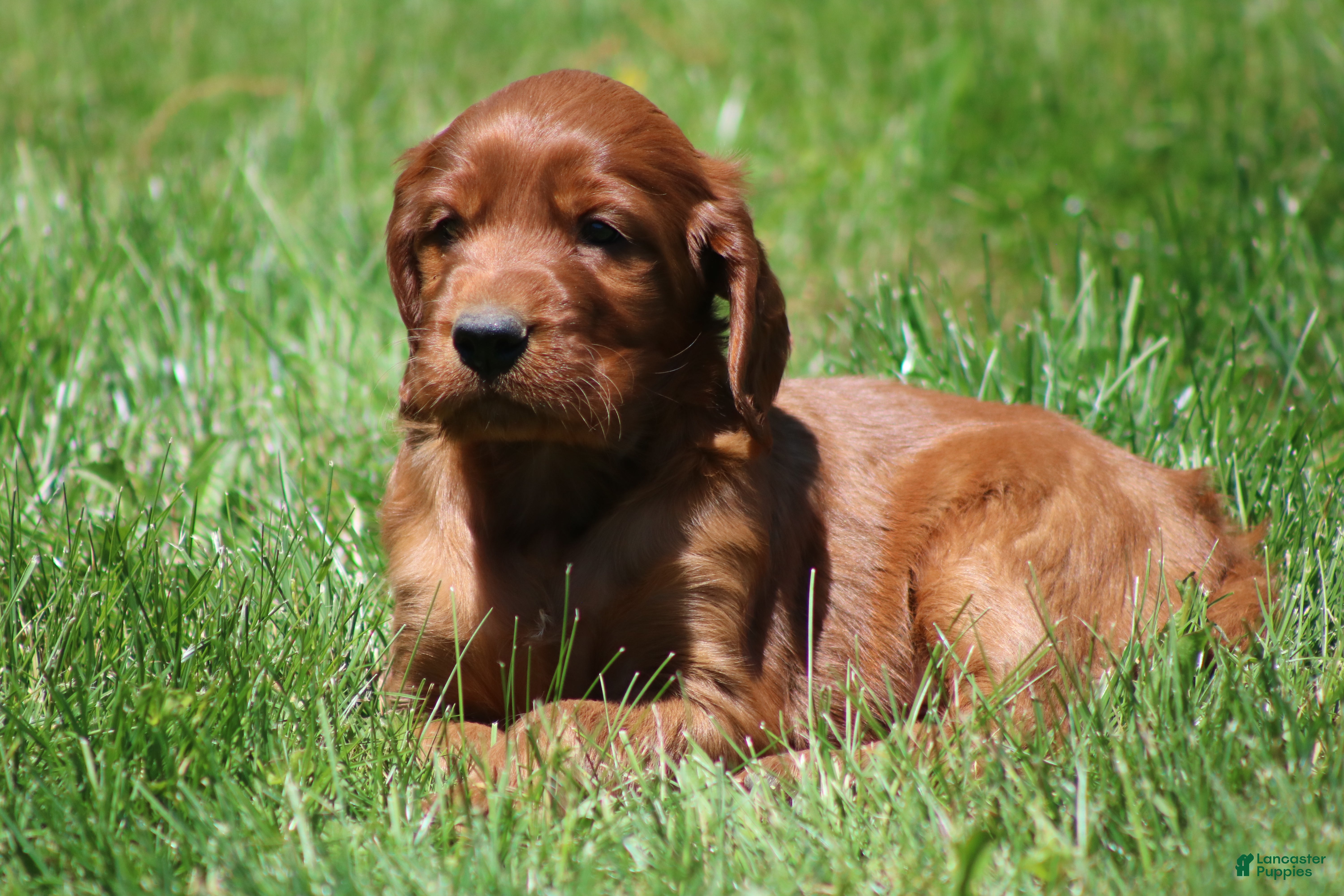 Irish Setter dogs for sale: Ricky - Ad 2