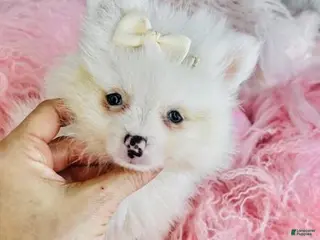 Pomeranian dogs Pomeranian Puppy 1 - Ad 1