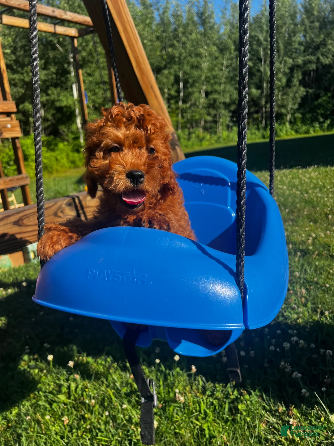 Cavapoo dogs for sale: Sunny - Ad 1