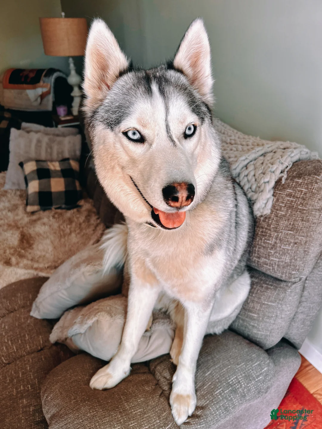 Gerberian Shepsky dogs for sale: Gerberian Shepsky Puppy 9 - Ad 2