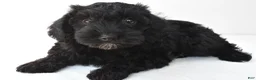 Schnoodle dogs for sale: Zoey - Ad 3