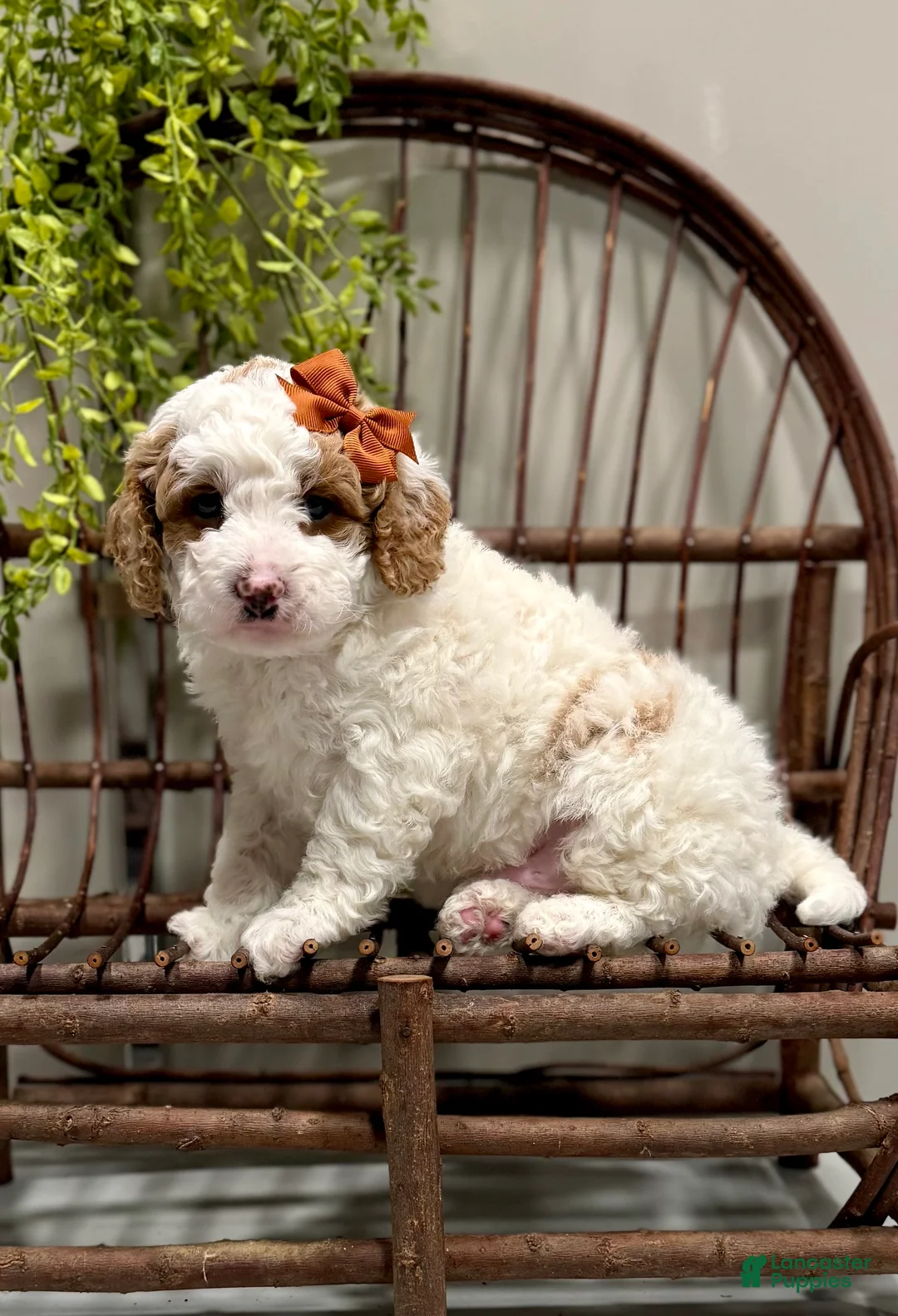 Cavapoo dogs for sale: Rex - Ad 1