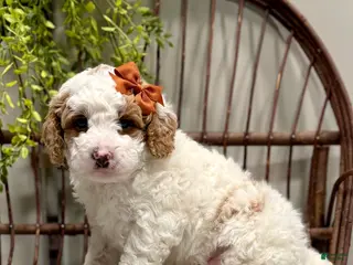 Cavapoo dogs for sale: Rex - Ad 1