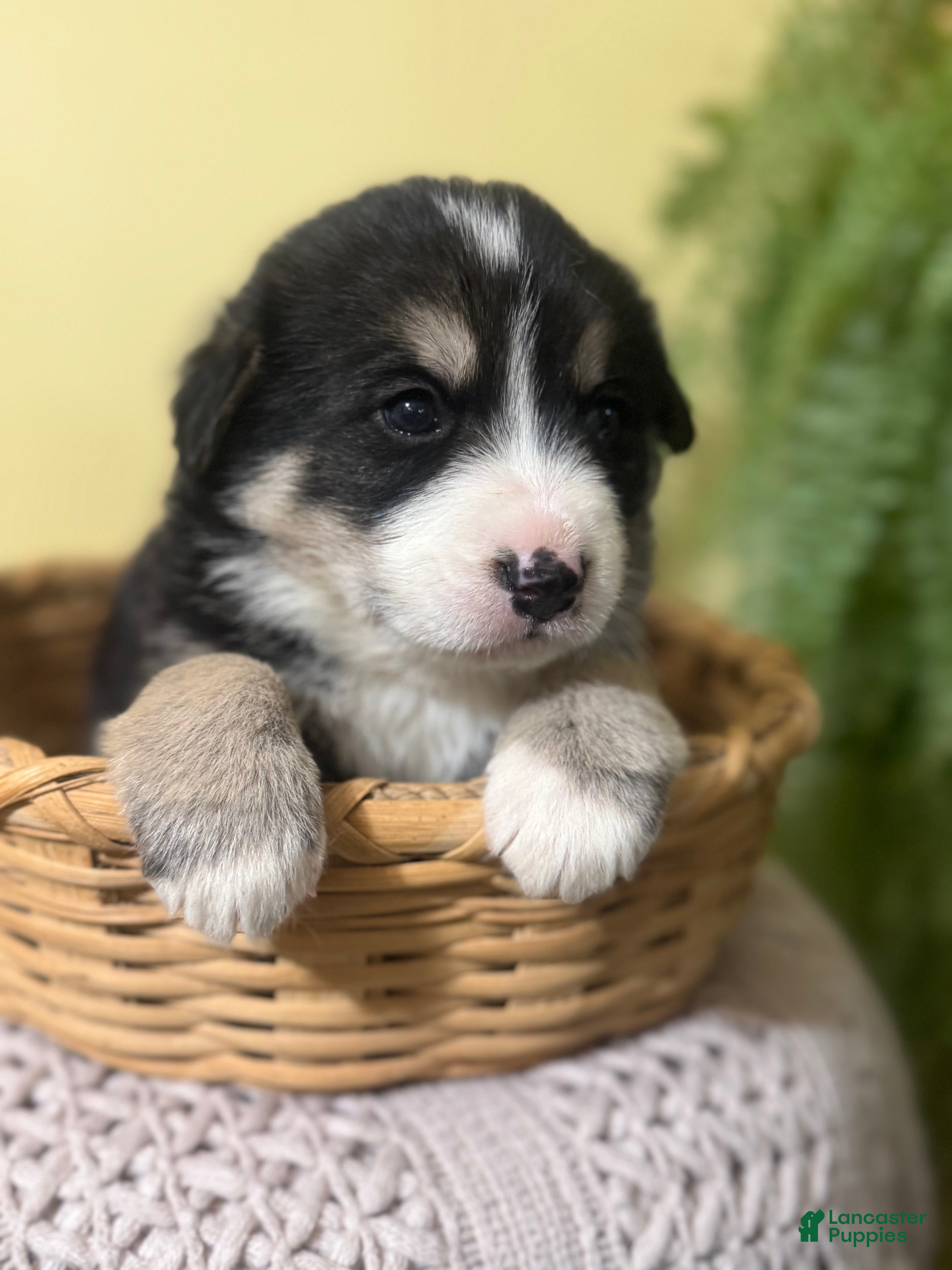 Mixed Breed dogs Mocha - Ad 1