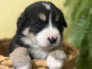 Mixed Breed dogs for sale: Mocha - Ad 2