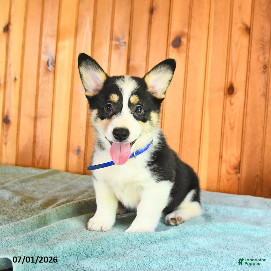 Welsh Corgi Pembroke dogs Jasper - Ad 1
