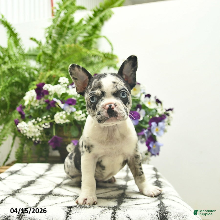 Boston Terrier dogs Rosie  - Ad 2
