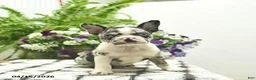 Boston Terrier dogs for sale: Rosie  - Ad 2