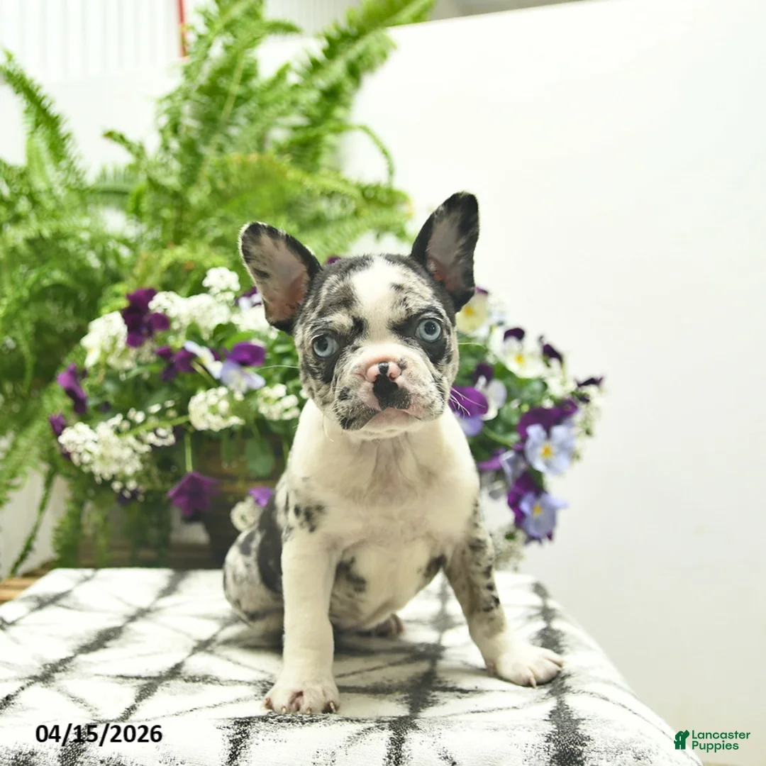 Boston Terrier dogs for sale: Rosie  - Ad 2