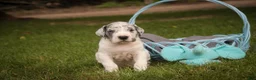 Great Dane dogs for sale: Colton Great Dane  - Ad 4