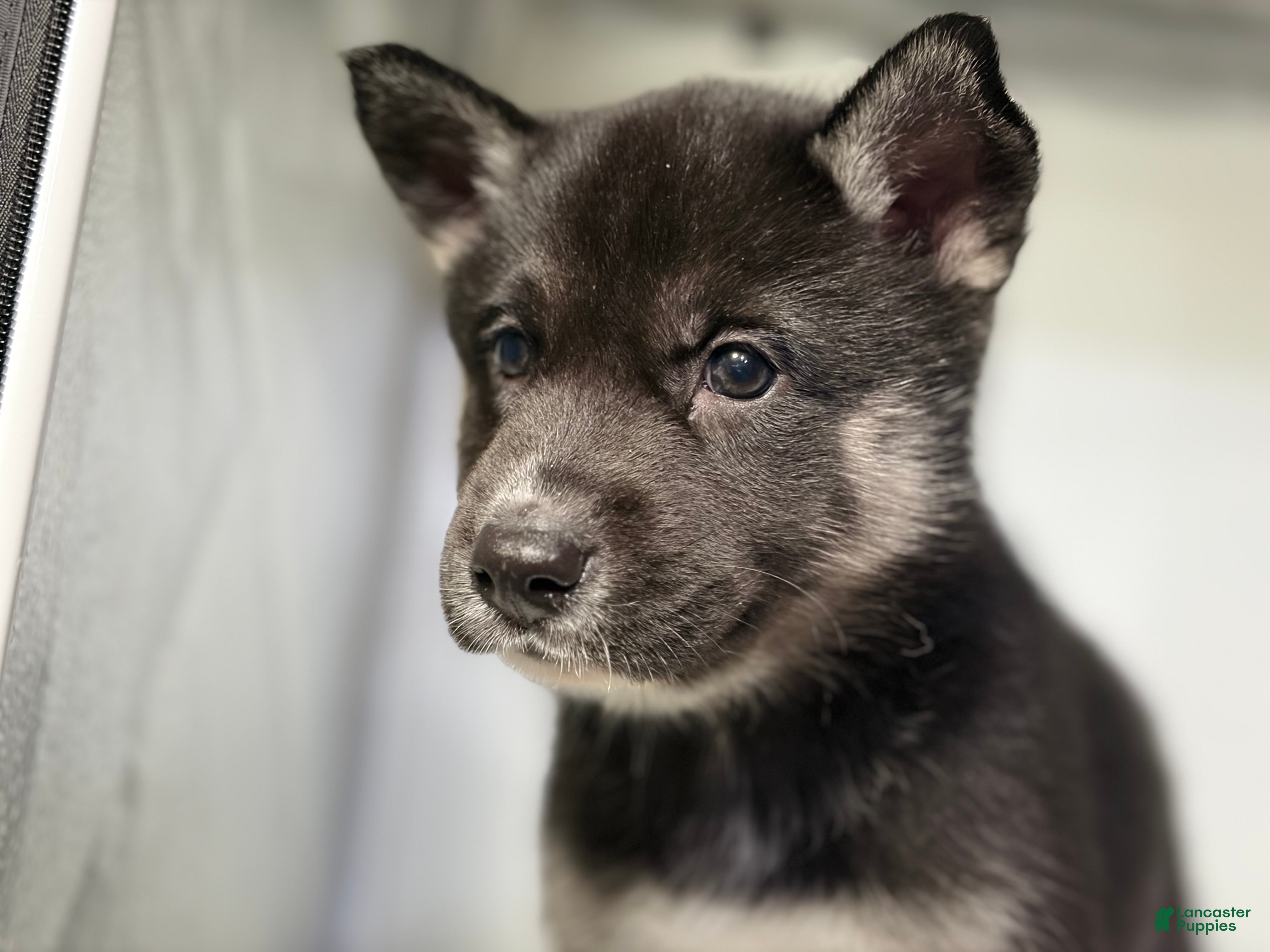 Mixed Breed dogs Amalia - Ad 2