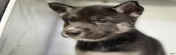 Mixed Breed dogs for sale: Amalia - Ad 2