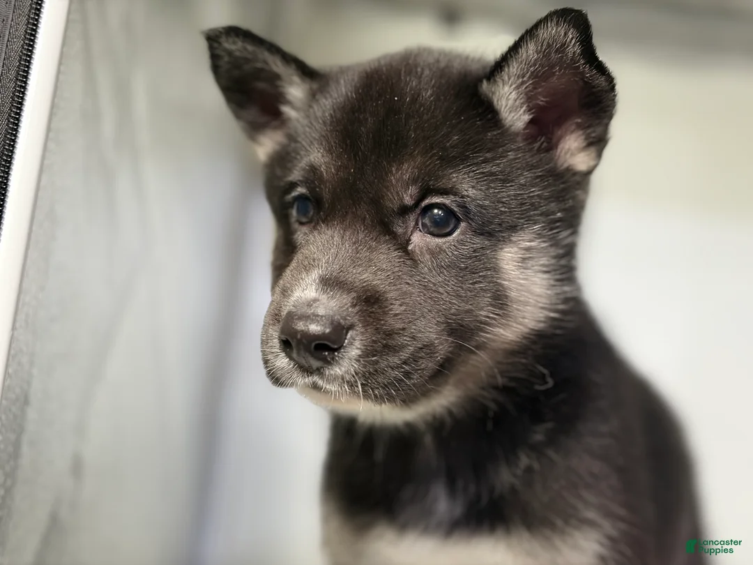 Mixed Breed dogs for sale: Amalia - Ad 2