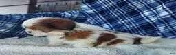 Shih Tzu dogs for sale: HOLLY - Ad 7