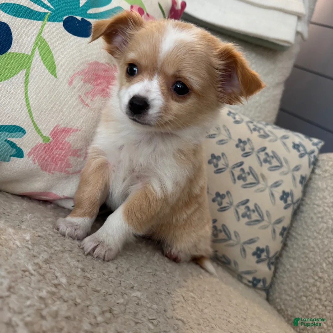 Chihuahua dogs for sale: Chester - Ad 11