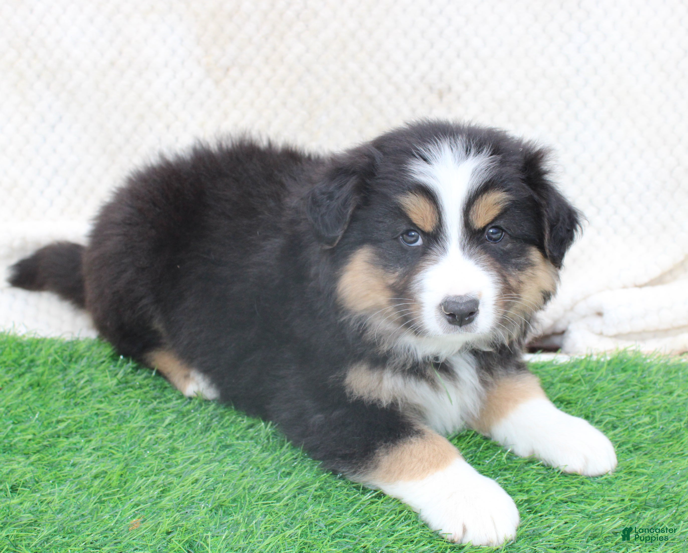Australian Shepherd dogs Cooper - Ad 1