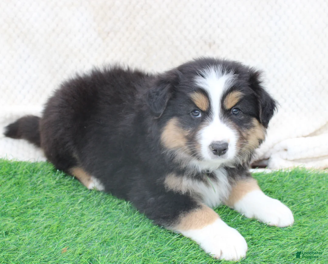 Australian Shepherd dogs for sale: Cooper - Ad 1