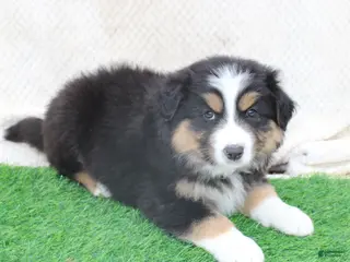 Australian Shepherd dogs for sale: Cooper - Ad 3