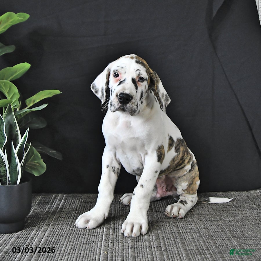 Great Dane dogs Wilson RARE COLOR - Ad 2