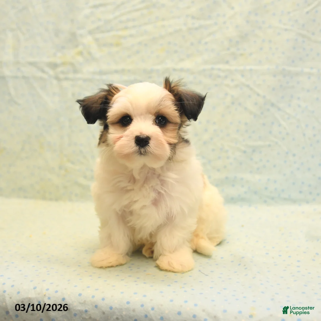 Morkie dogs for sale: Trigger - Ad 2