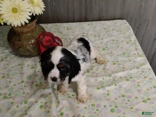 Cocker Spaniel dogs Duncan - Ad 36