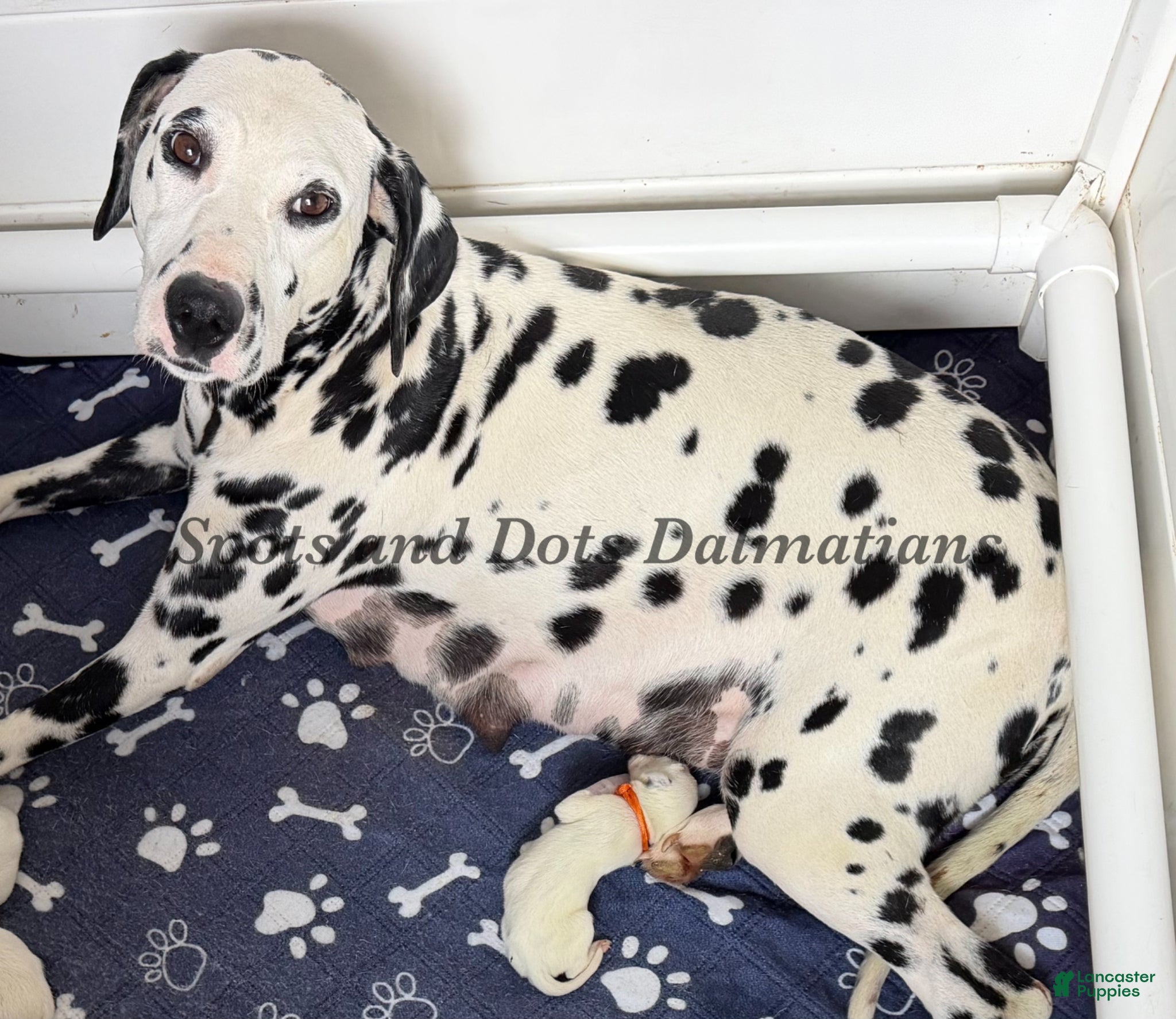 Dalmatian dogs for sale: Hazard - Ad 2