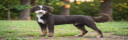 Mini Bernedoodle dogs for sale: Blaze - Ad 9