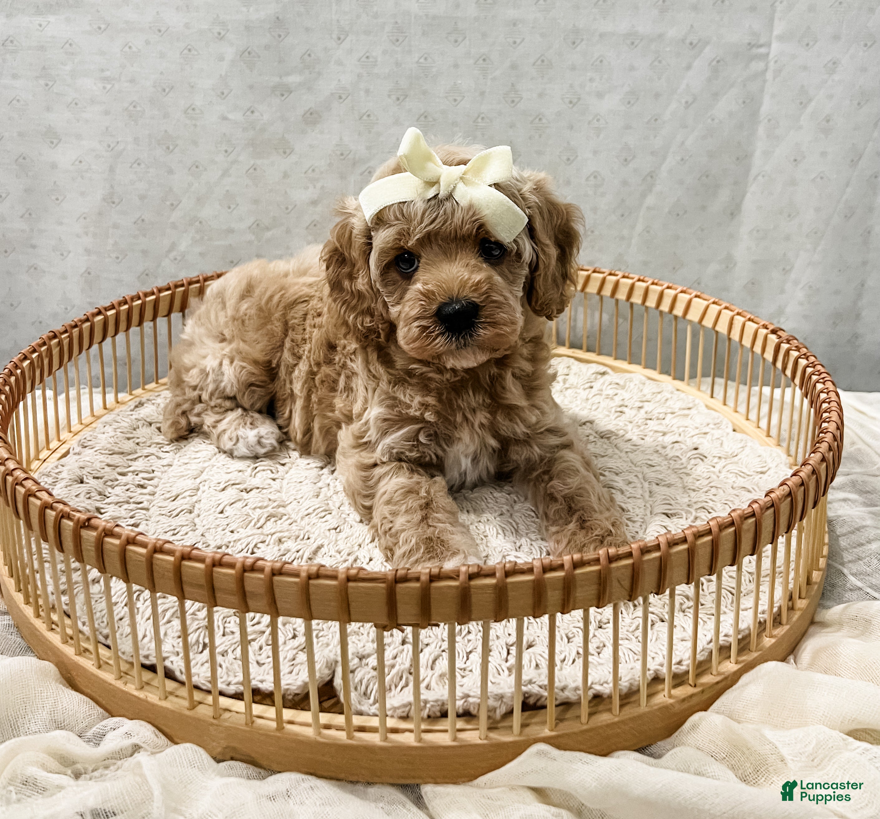 Cavapoo dogs Summer - Ad 2