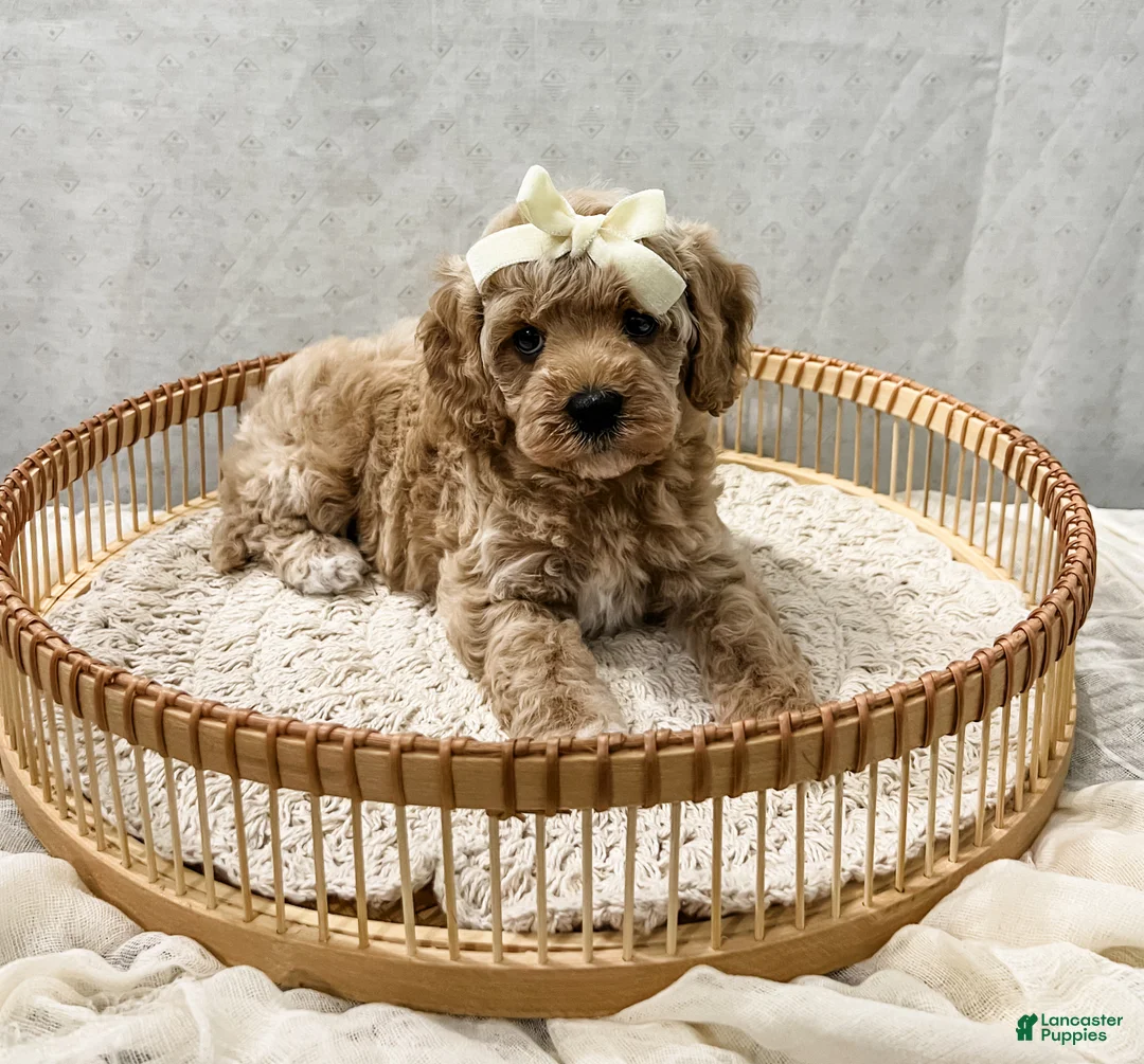 Cavapoo dogs for sale: Summer - Ad 2