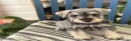Miniature Schnauzer dogs for sale: Lilly - Ad 8