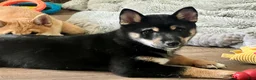 Shiba Inu dogs for sale: Enzo - Ad 7