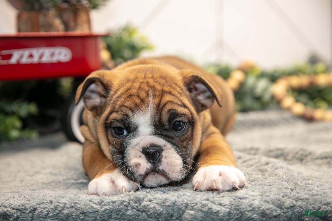 Mixed Breed dogs for sale: Stacy - Ad 1