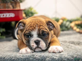 Mixed Breed dogs Stacy - Ad 7