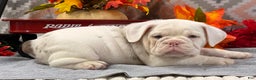 English Bulldog dogs for sale: Natalie - Ad 2