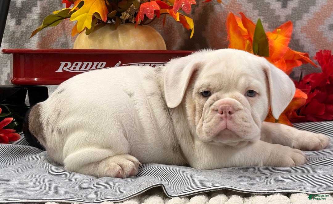 English Bulldog dogs for sale: Natalie - Ad 2