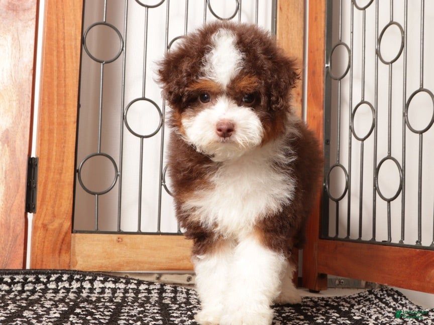 Mini Aussiedoodle dogs Ella - Shy F1B Mini Aussie Doodle  - Ad 2