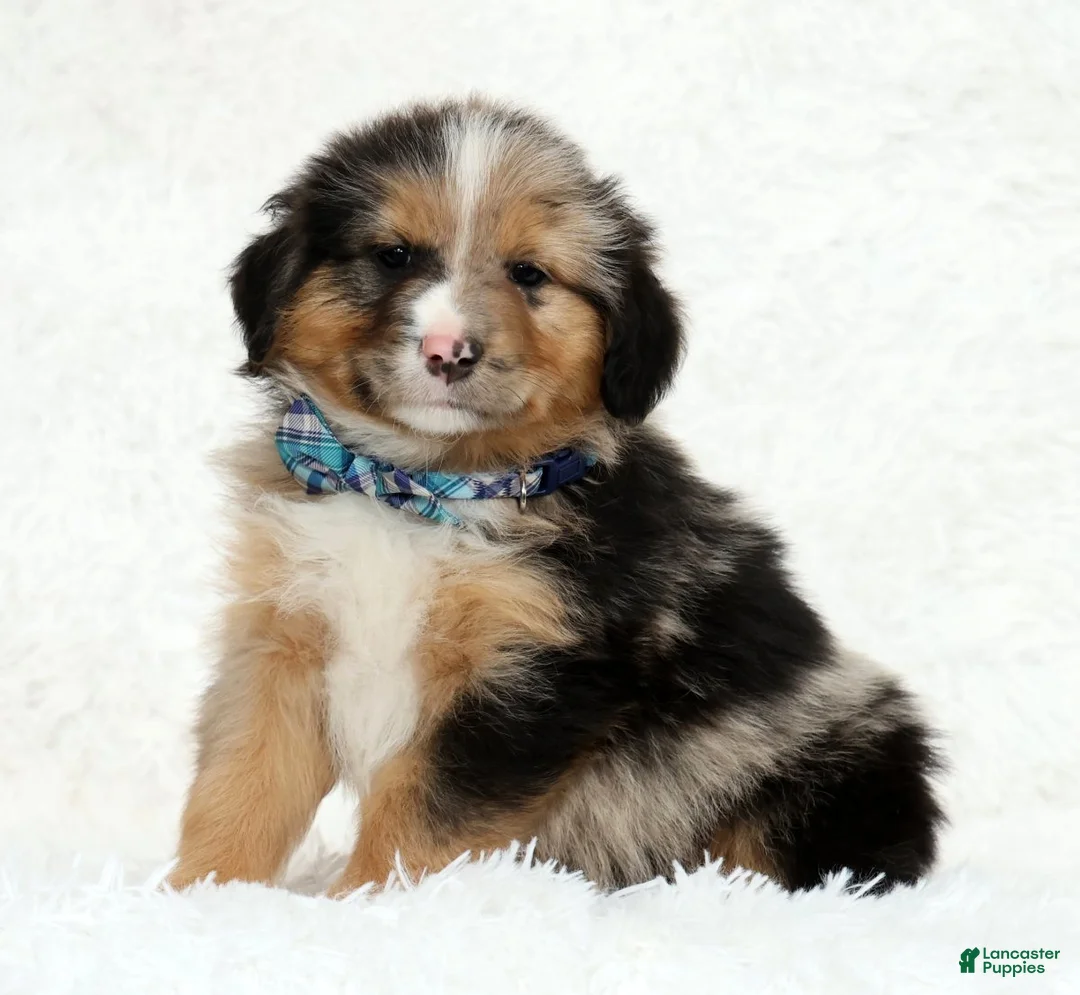 Australian Shepherd dogs for sale: Hank - Ad 1