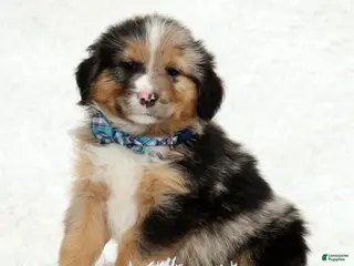 Australian Shepherd dogs for sale: Hank - Ad 3