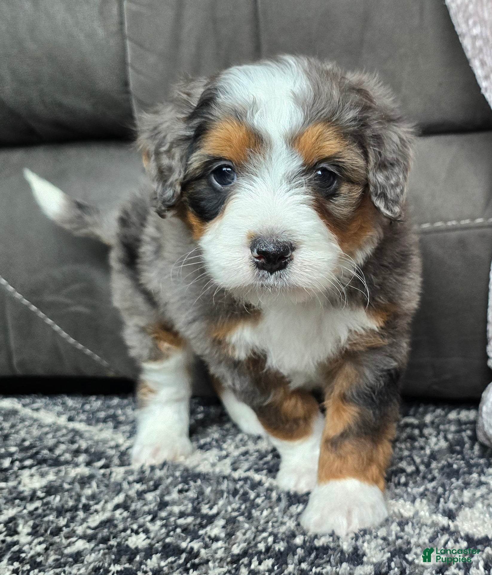 Mini Bernedoodle dogs Mini Alfie - Ad 25