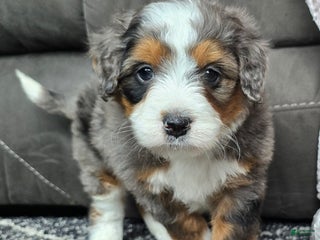 Mini Bernedoodle dogs Mini Alfie - Ad 25