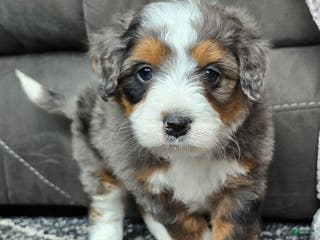 Mini Bernedoodle dogs Mini Alfie - Ad 34