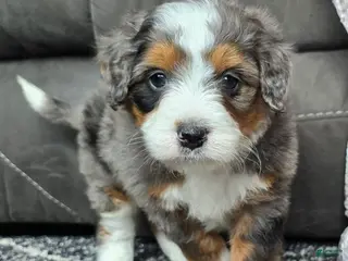 Mini Bernedoodle dogs Mini Alfie - Ad 37