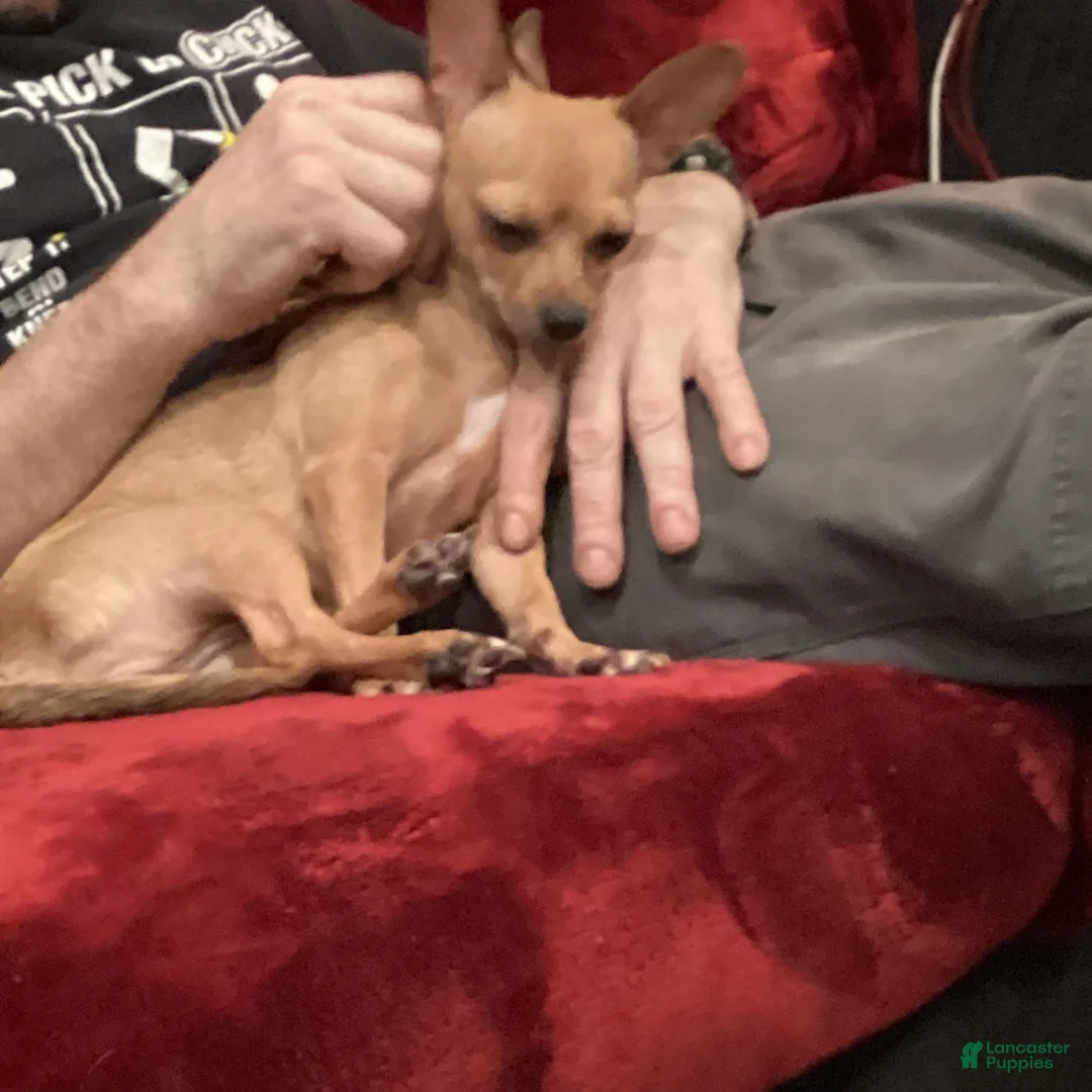 Chihuahua dogs for sale: Rue Rue - Ad 3