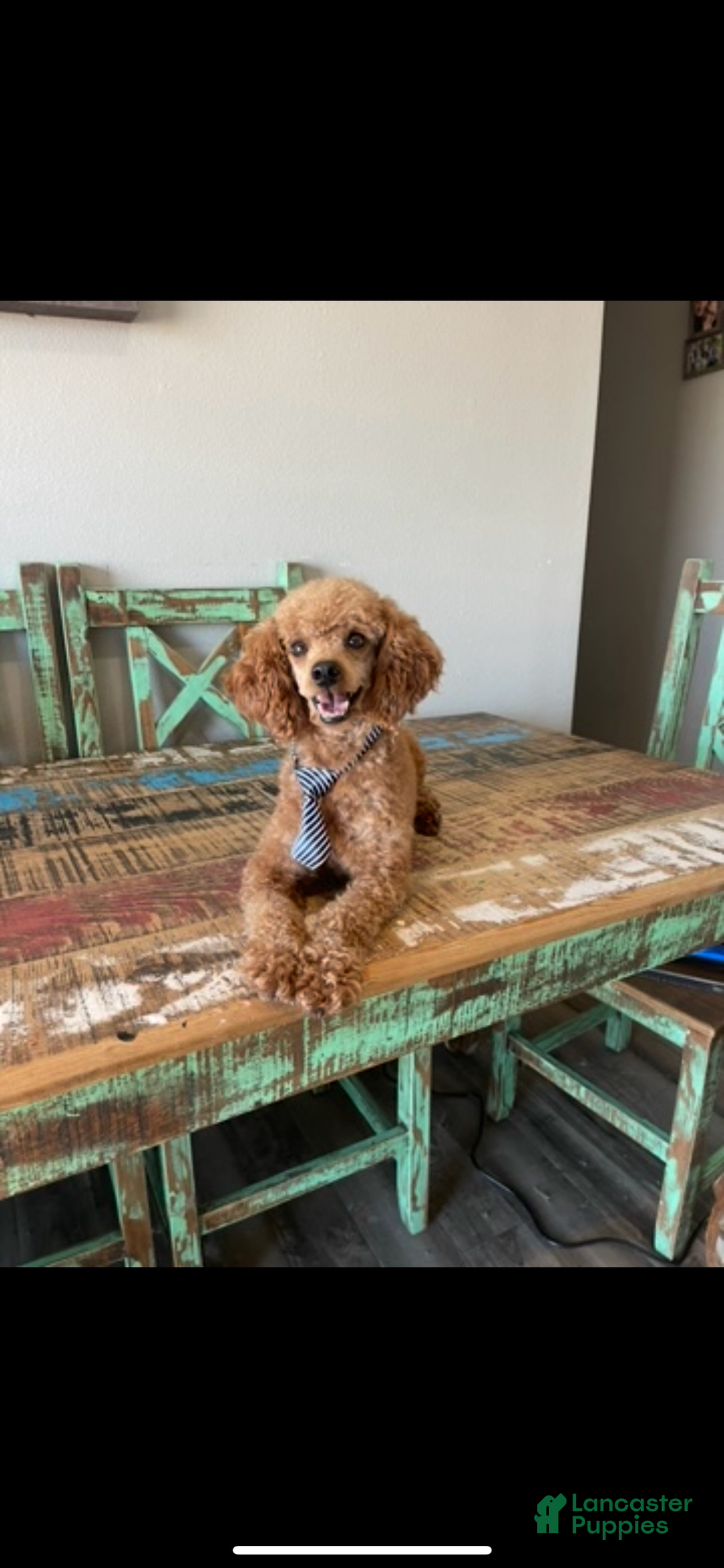 Toy Poodle dogs for sale: Akc Clear Red Boy Milo - Ad 5